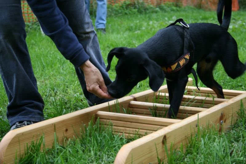 Hund auf dem Kursgelände