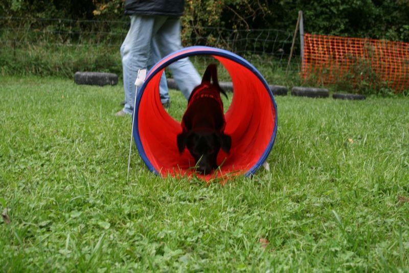 Übung mit Hund im Freien