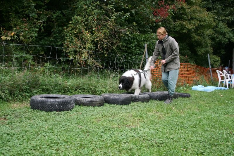 Hundeschule im Wienerwald